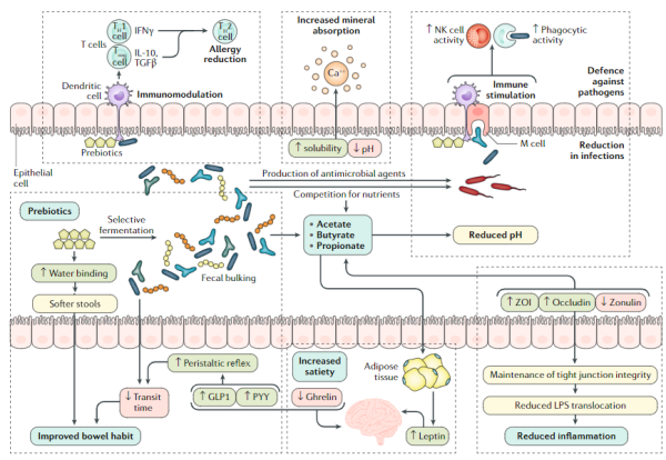Figura 1 - Mecanismos de ação dos prebióticos nos organismos vivos, reportado em estudos in-vitro e in-vivo. Adaptado de (2).